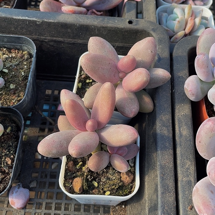 糖果奶带盆土发货