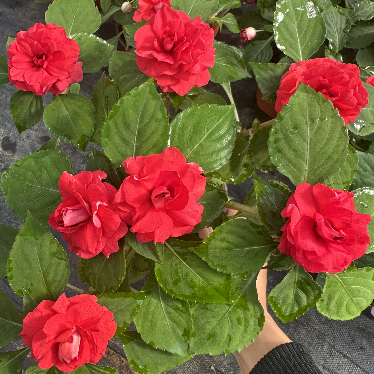 重瓣凤仙水梅花 樱桃红