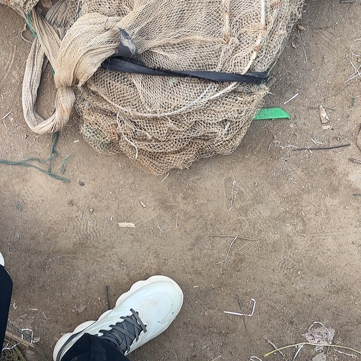 无***星虾笼825228858585