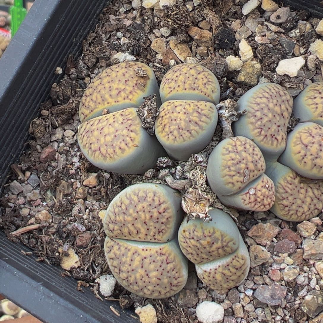 082 生石花大群生大群生