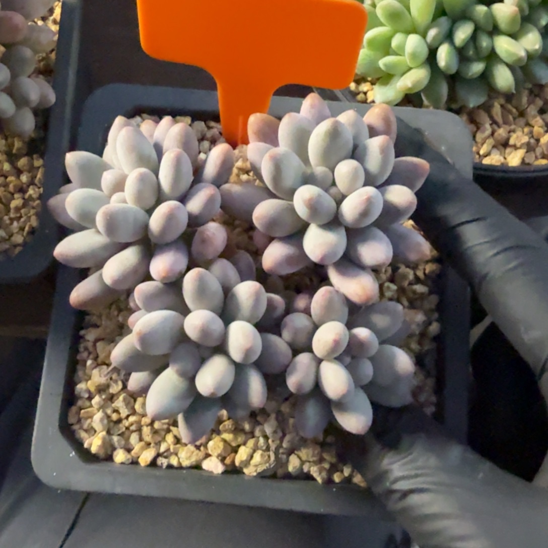 特价桃花奶111111111111111