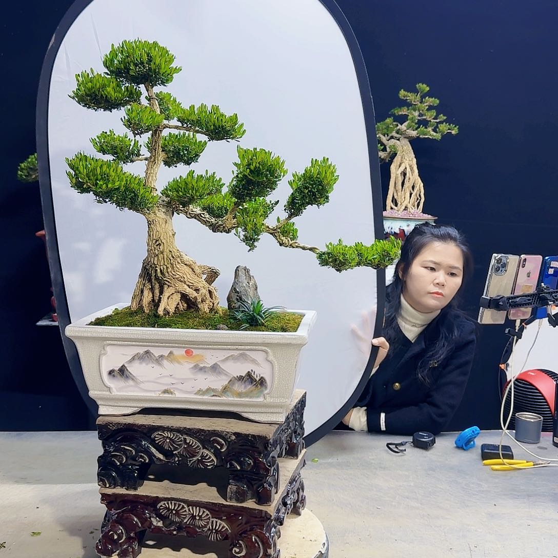 高端盆景艺术作品