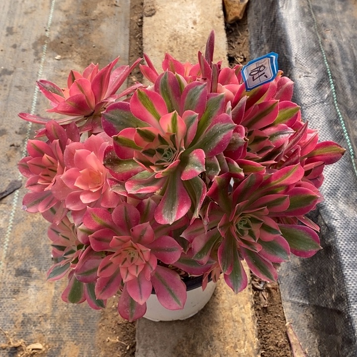 185粉女巫母本多肉