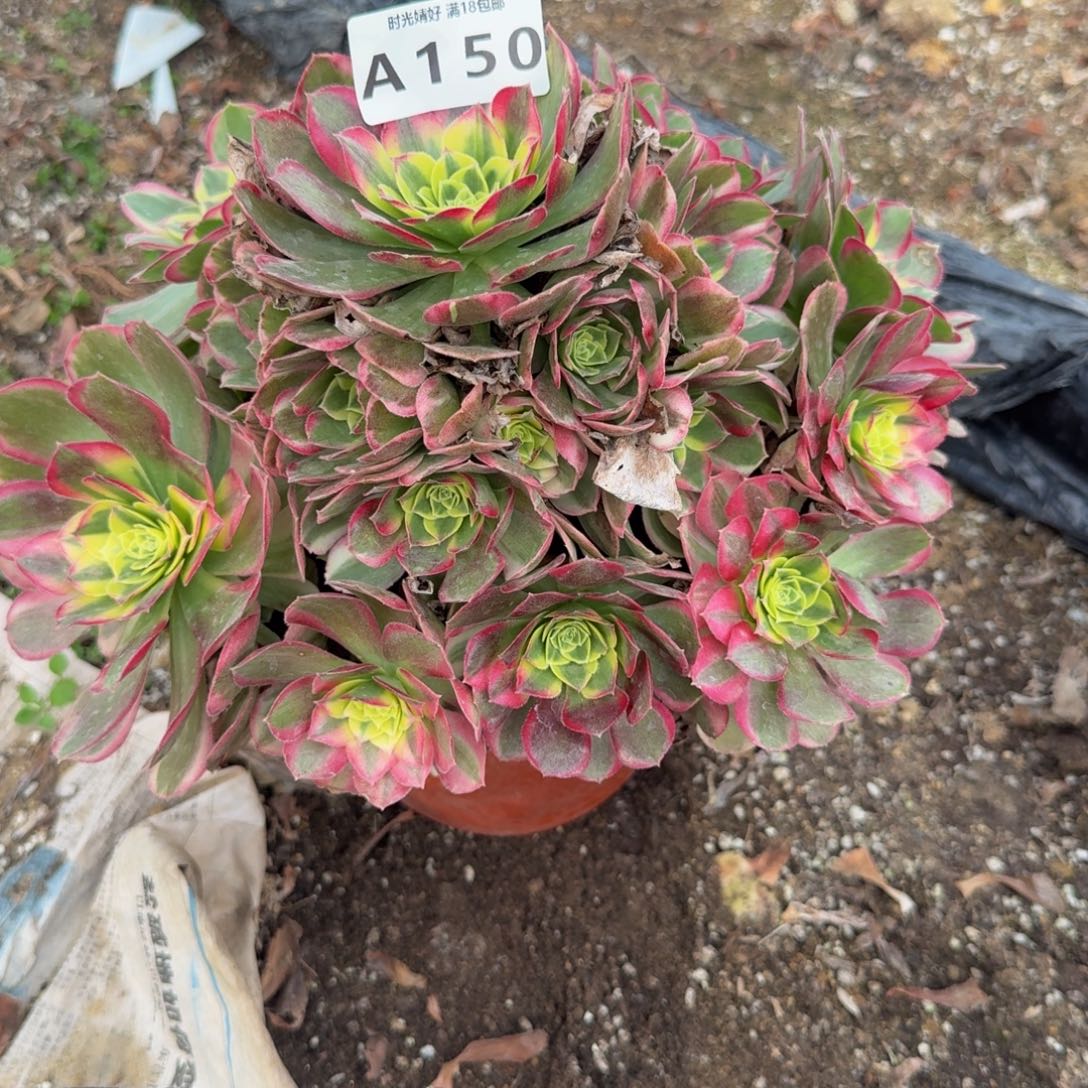 150水中月。多肉植物