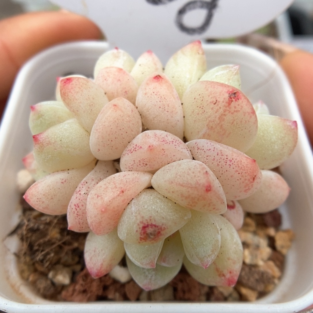 白底冰玉群生朵朵8068号