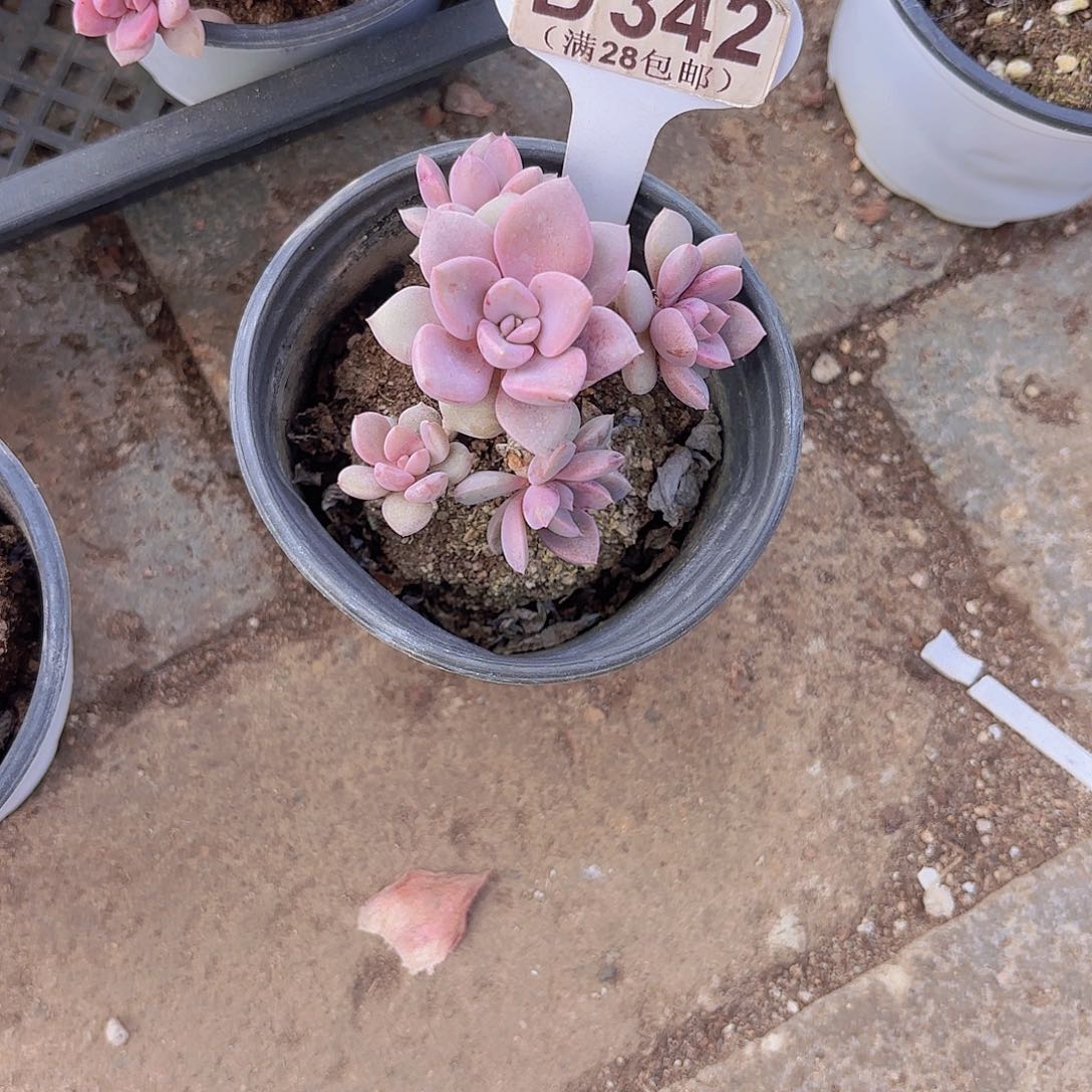 D342黛比一物一拍多肉