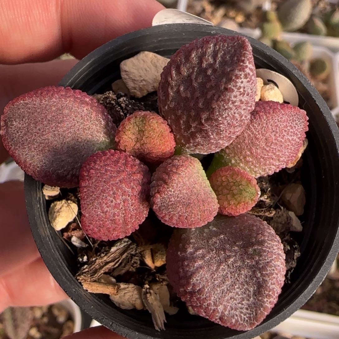 实生糖果杂交水泡多肉植物