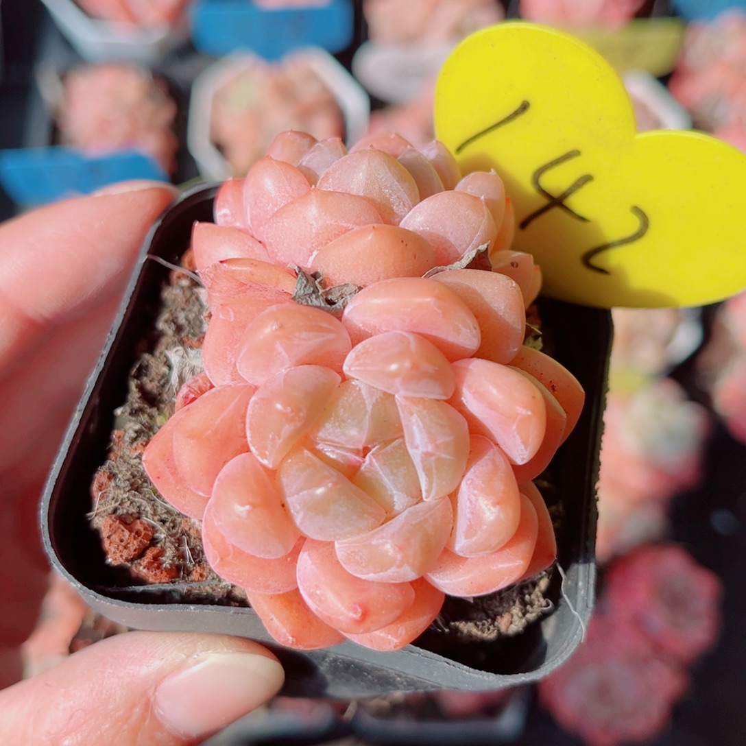 142号小老桩糖心双头