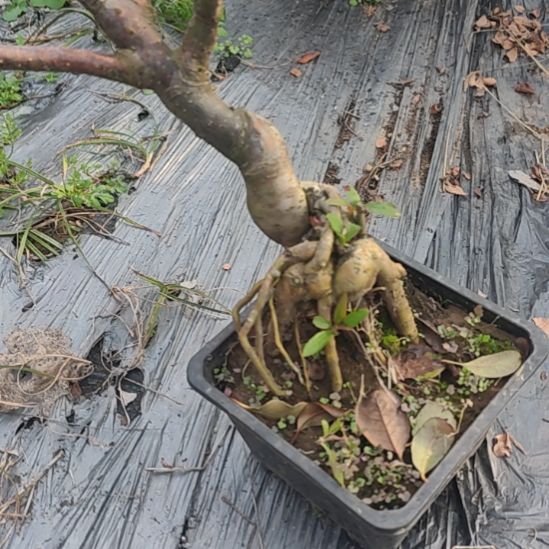 邱***波无花朵海棠盆景精品造型