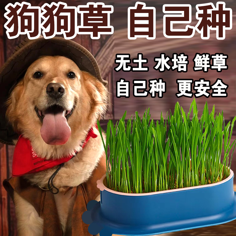 狗草自种草狗狗食用草即食水培零食去除毛球狗吃的草猫草草籽