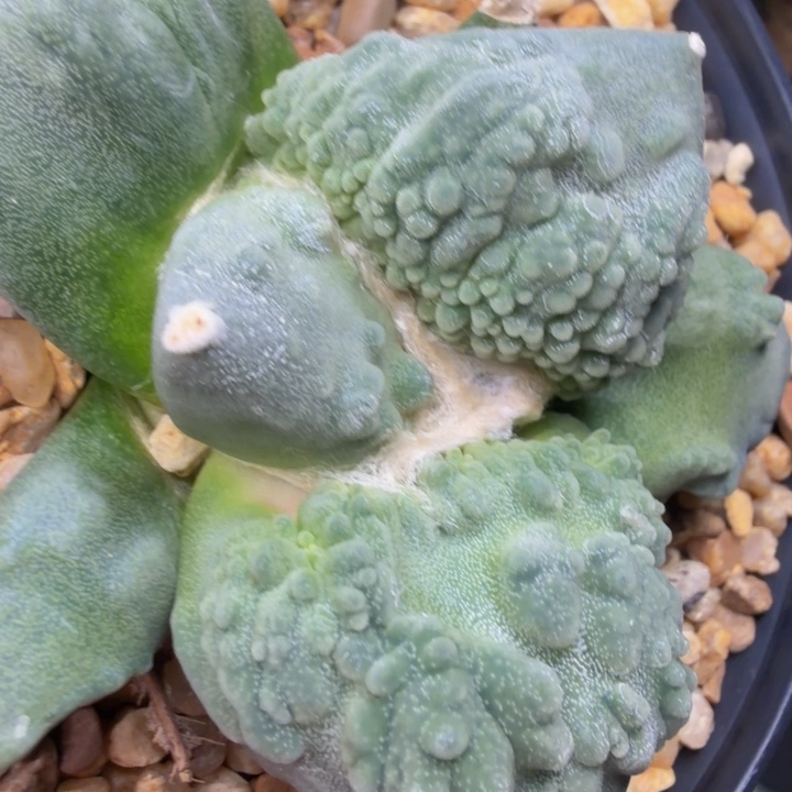 双十二福利下播大漏