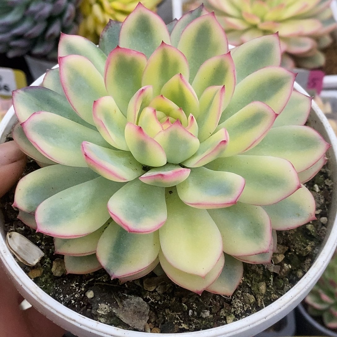 673周末福利雨燕座哈哈哈哈哈