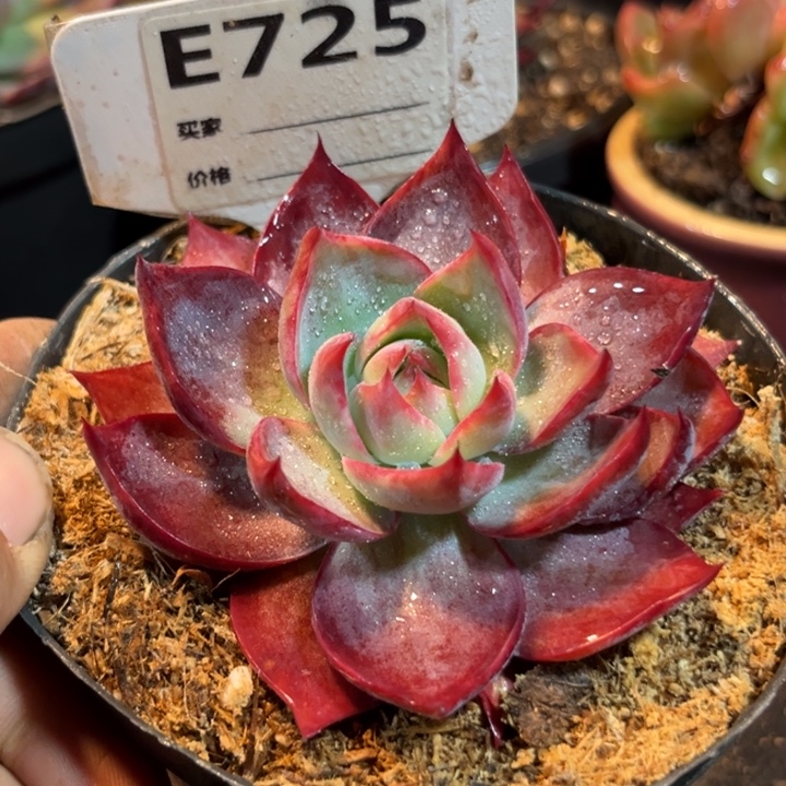 惊鸿一物一拍包装收缩花旱725