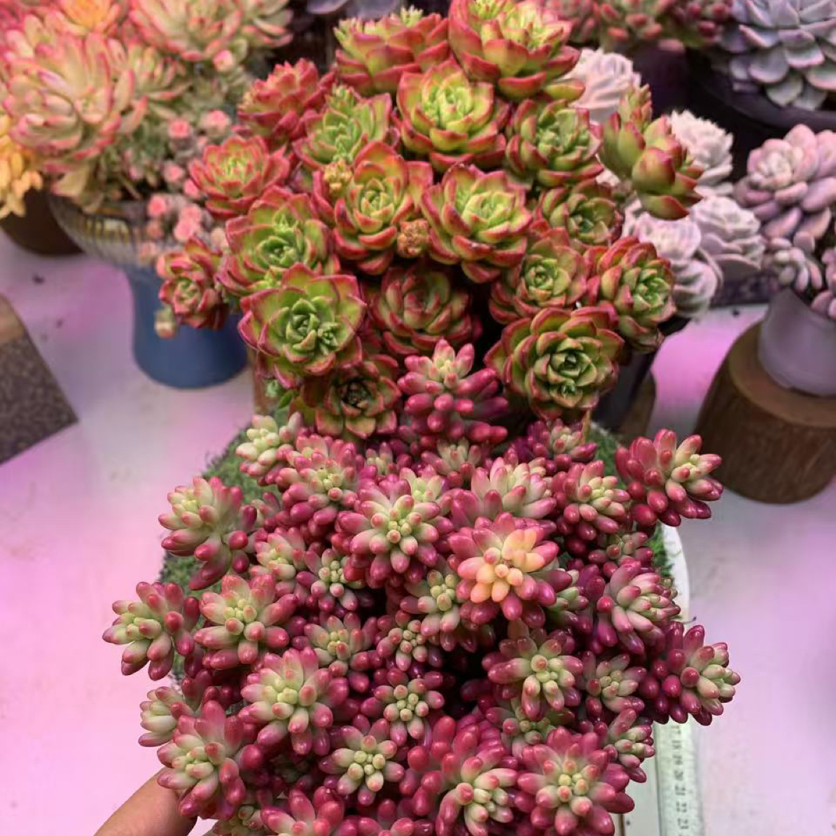 红玫瑰 红葡萄2盆带盆土 精品多肉净化空气 美观 带盆土多肉