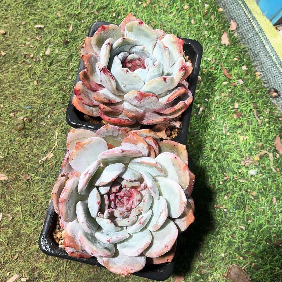 糖心嫦娥大单头多肉