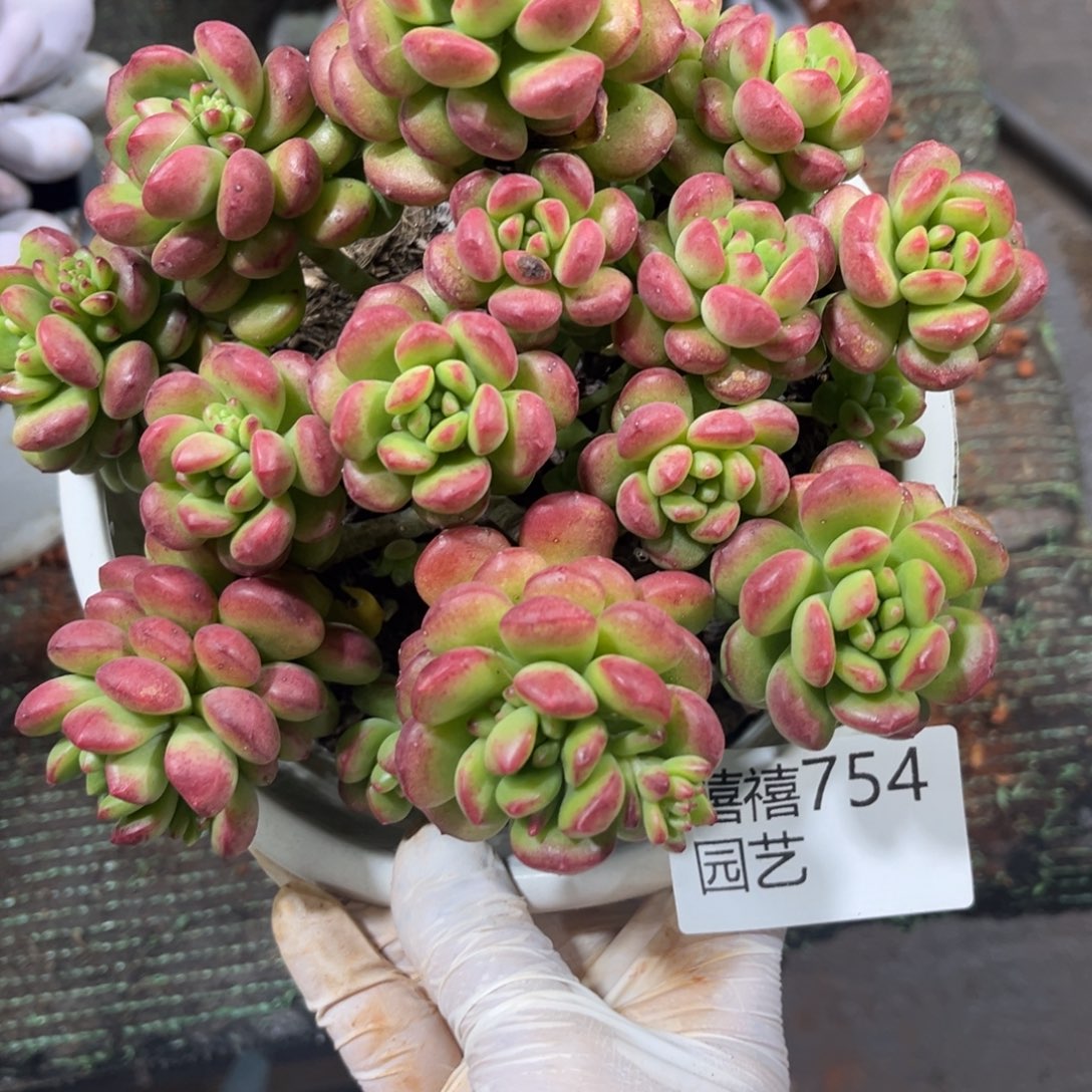 754阳光玫瑰多肉植物～