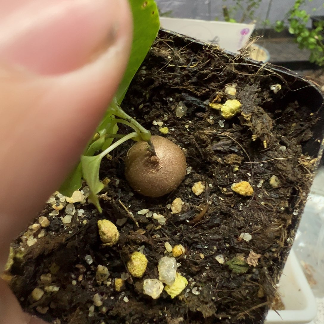 多肉植物专拍植物不退换 一物一拍 545