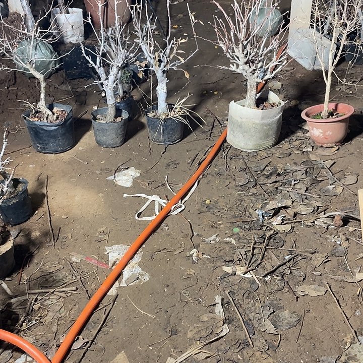 无花朵一物一拍盆栽山楂盆栽山楂