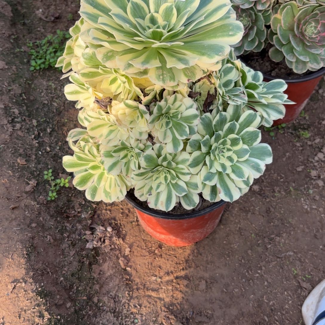 M. 334迈巴赫多肉。cade