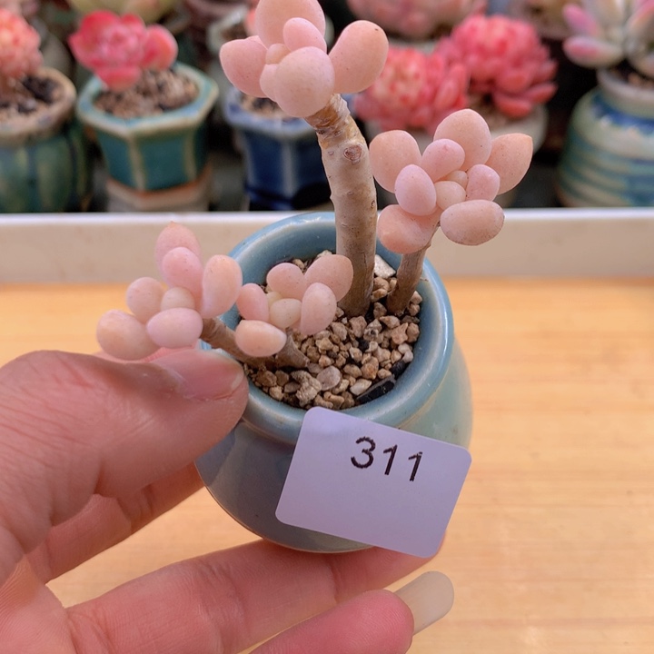 一物一拍满38包邮 311