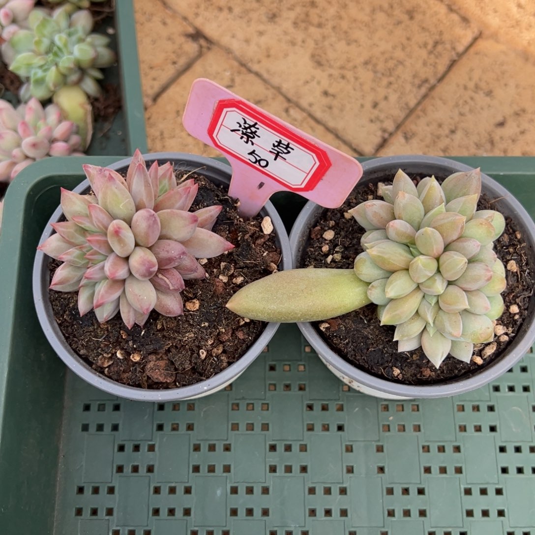 潦***倒潦草50。            