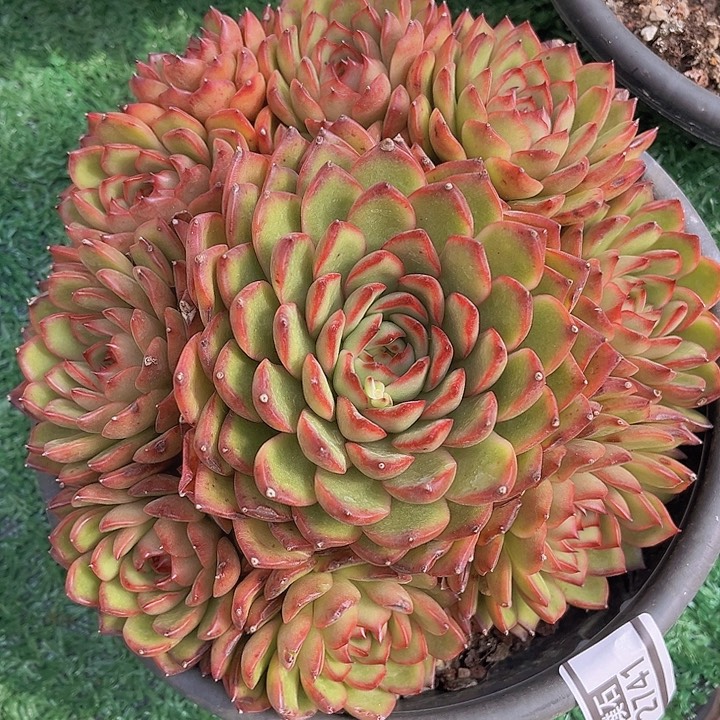 万宝龙2741多肉植物