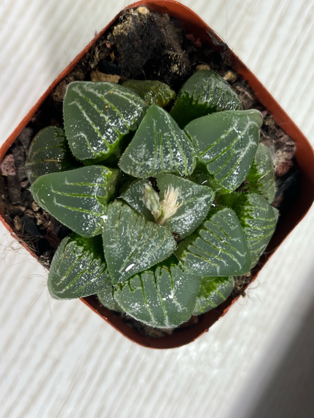 【云遮月克】多肉植物（满16包邮）