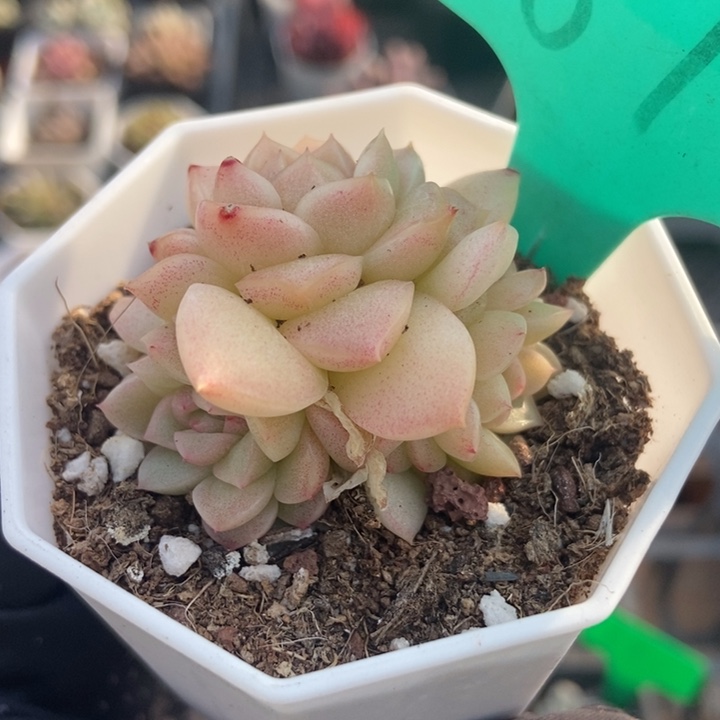 1873麦秆多肉植物保护