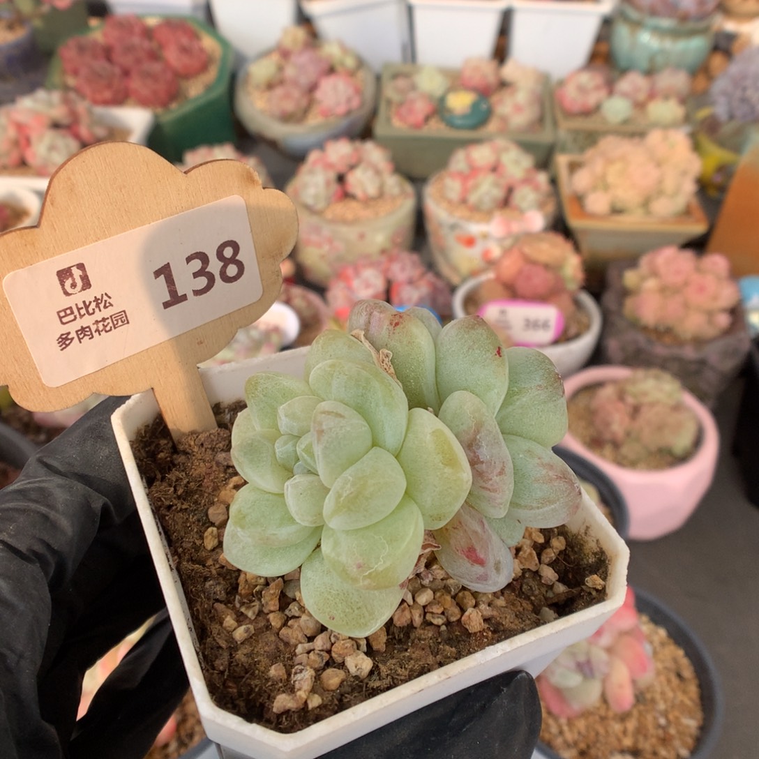 w***芳138 扣除15余67多肉