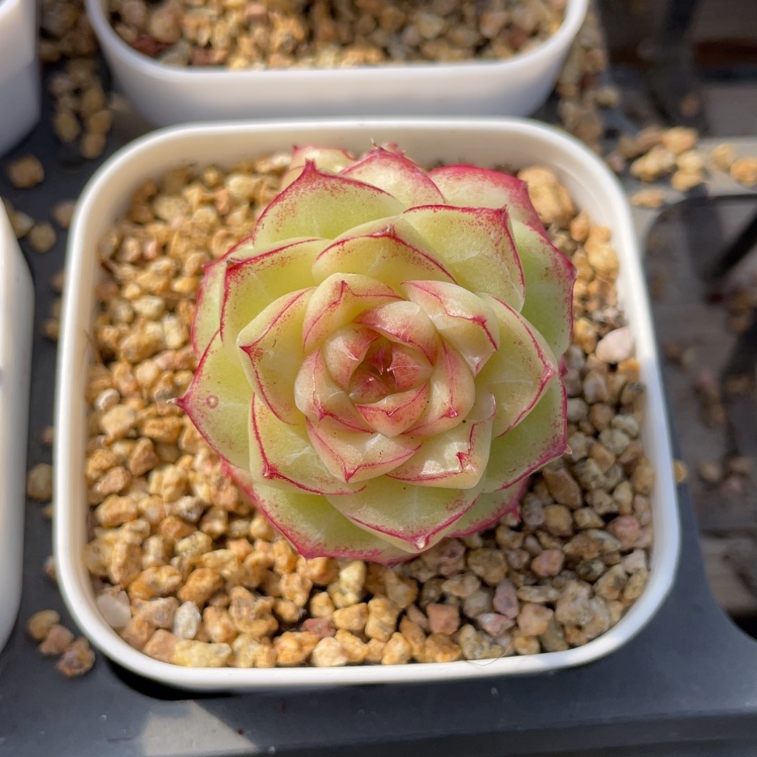 优选女王多肉福利2717