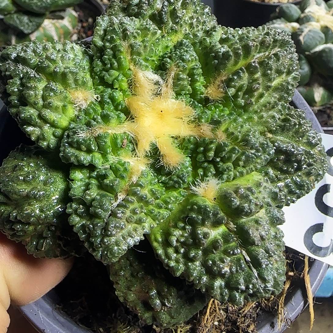 大龟甲哥893仙人球