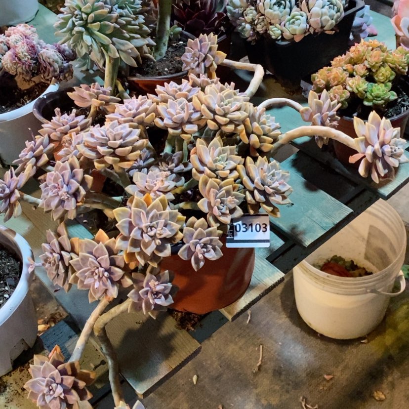 【闪购商品】阿伦培03103