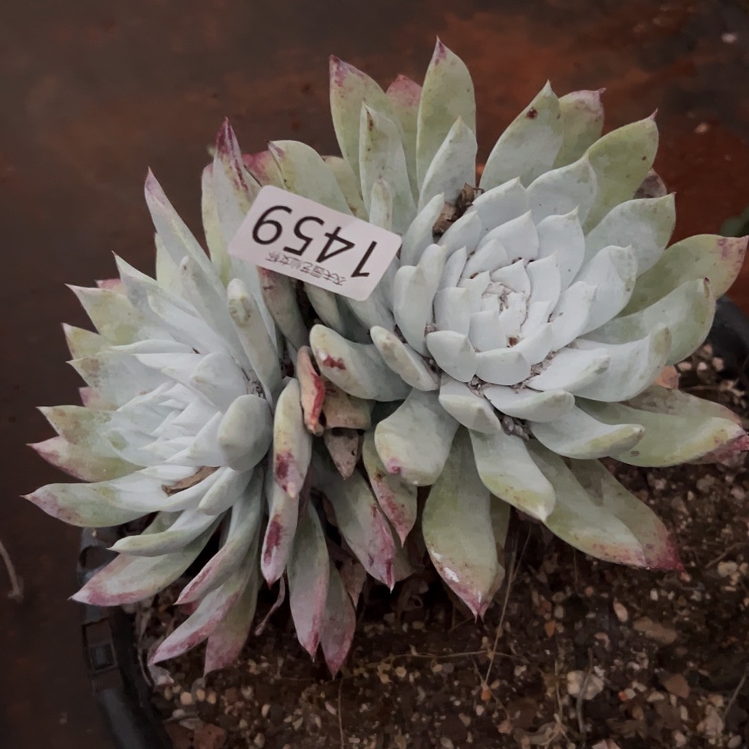 赛琳娜仙女杯多肉。