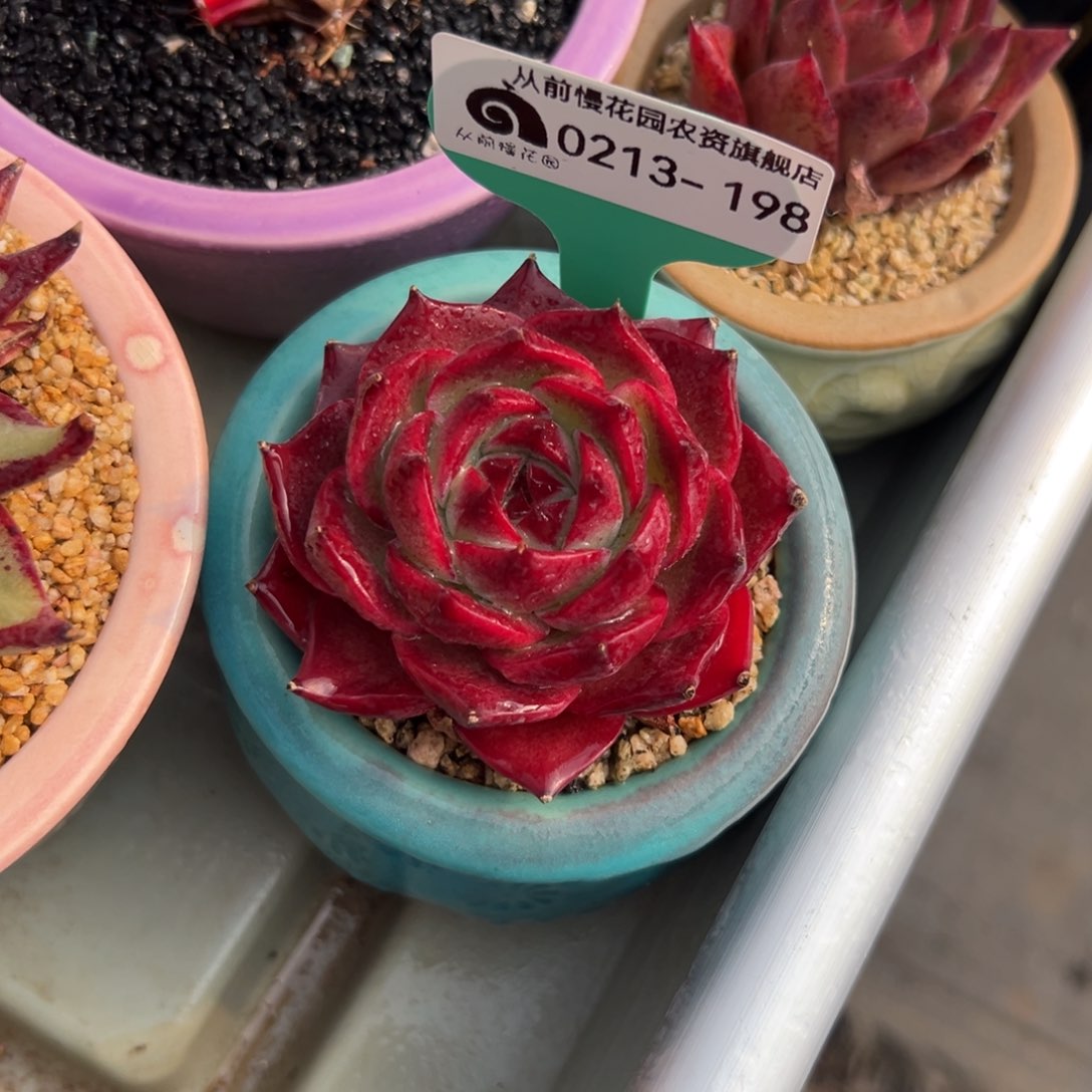 多肉一物一拍0213-198