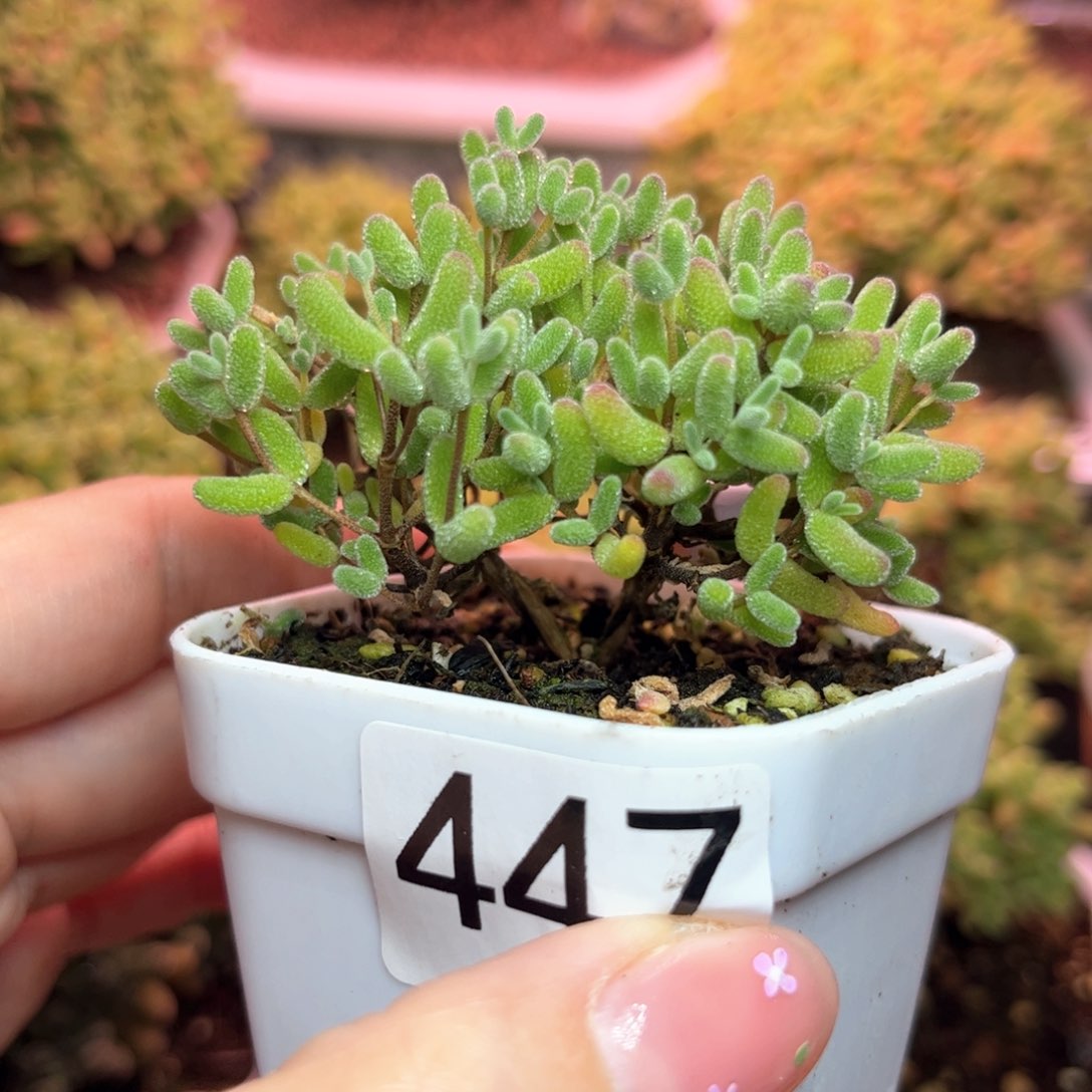 447糖球可爱多肉植物
