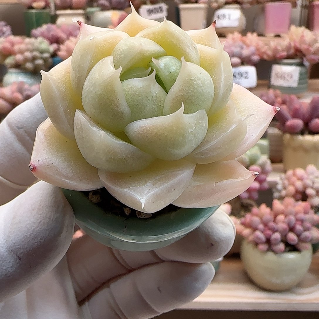 月鸣多肉拇指盆麦杆