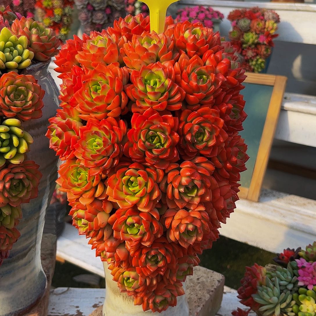 多肉植物成品盆栽