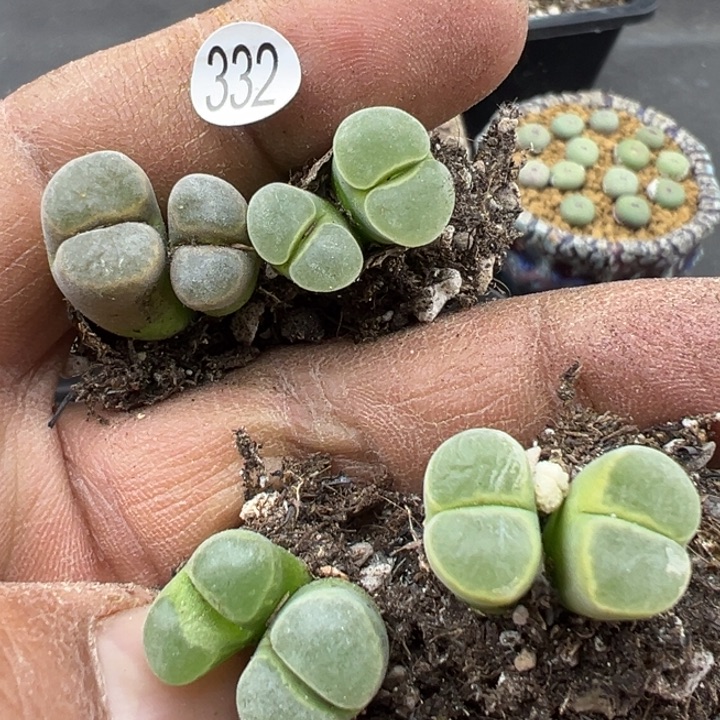 332，12121111221111