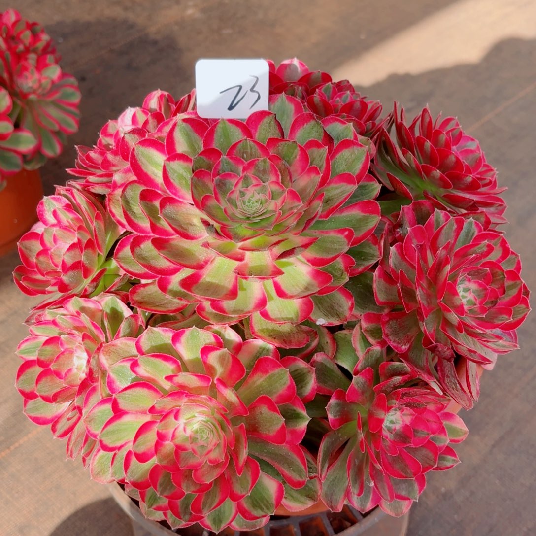 一物一拍多肉法师73