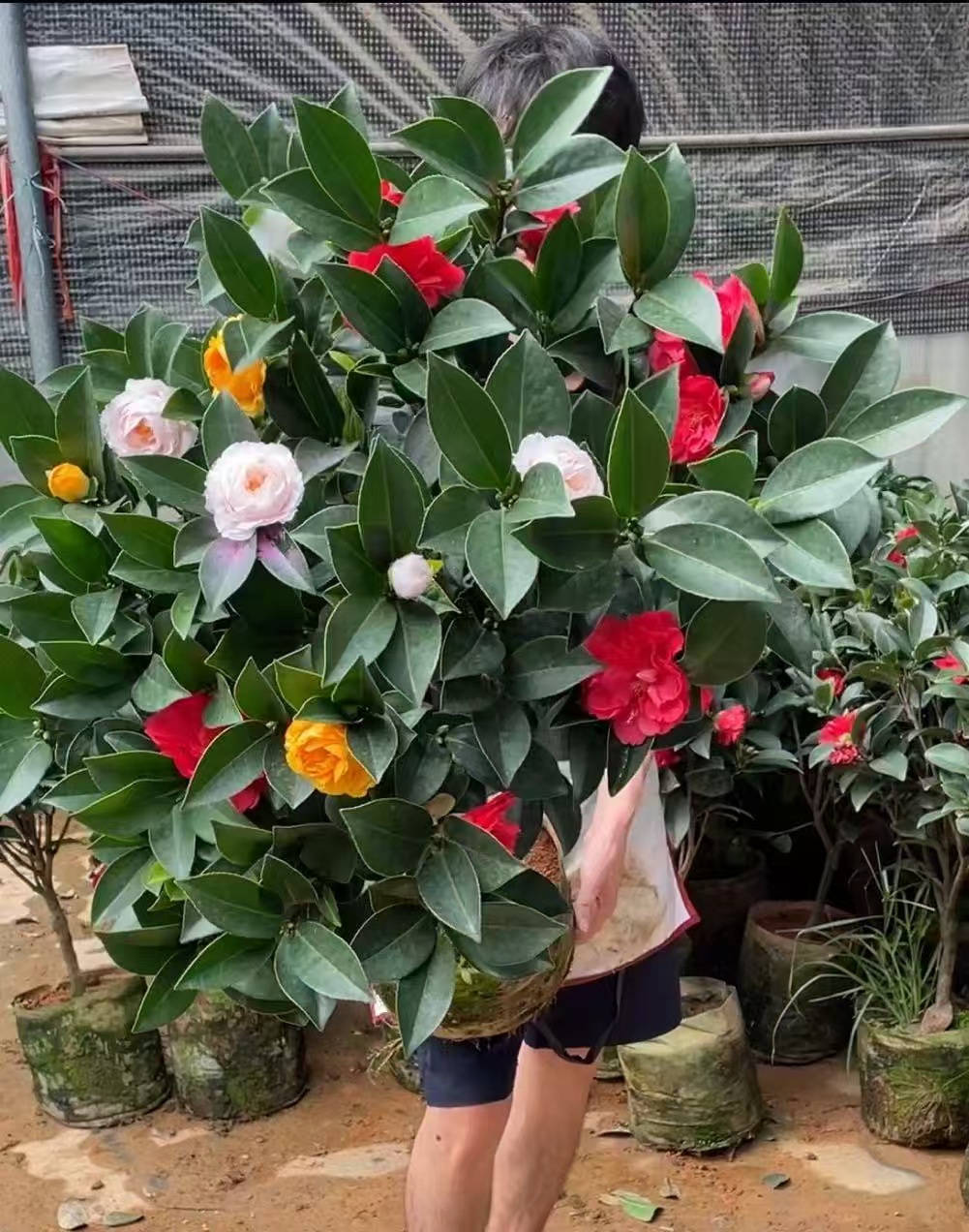 五色赤丹山茶花6年大苗高度70-90公分栽好带满头花苞发货四季开花