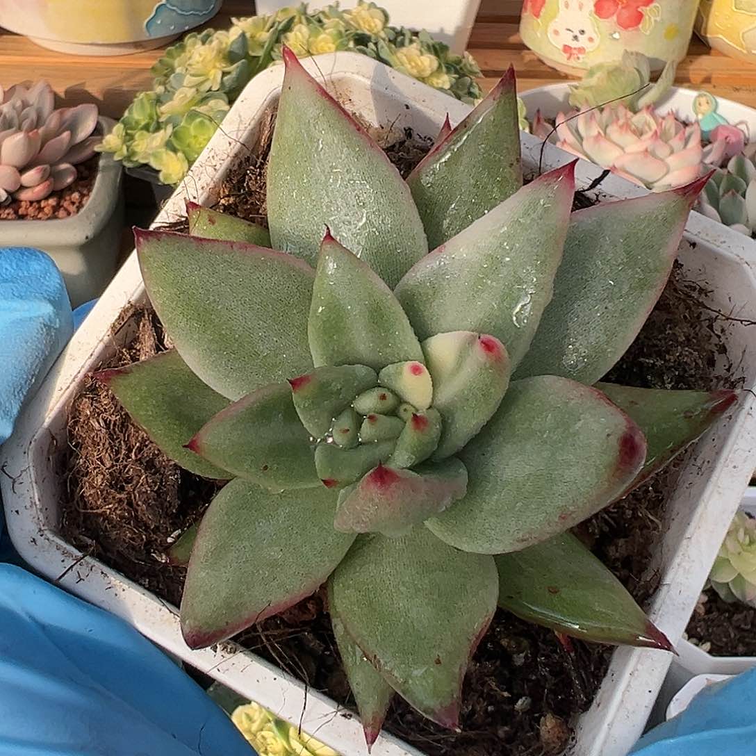 东云锦，多肉植物