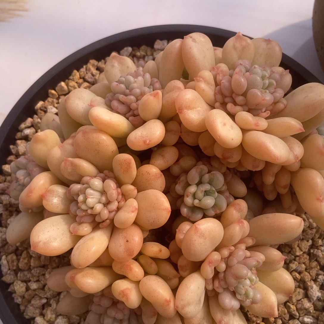 比尔盖茨多肉多肉