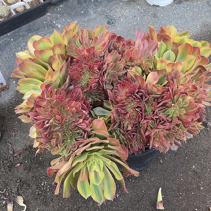 金***味超大香妃法师缀化带盆发货