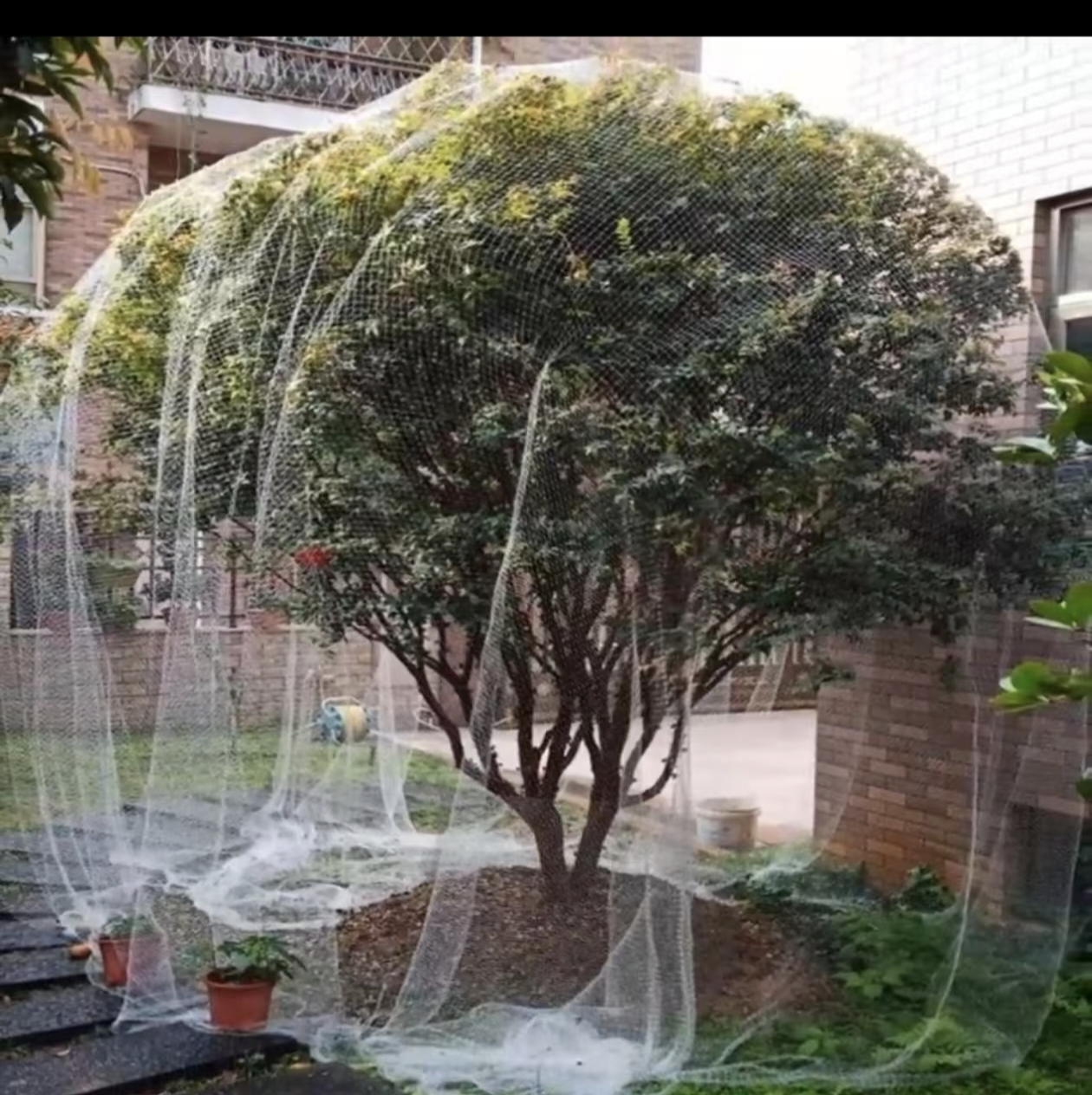 果园防鸟网尼龙材质果树护罩菜地防鸟网果园防护网