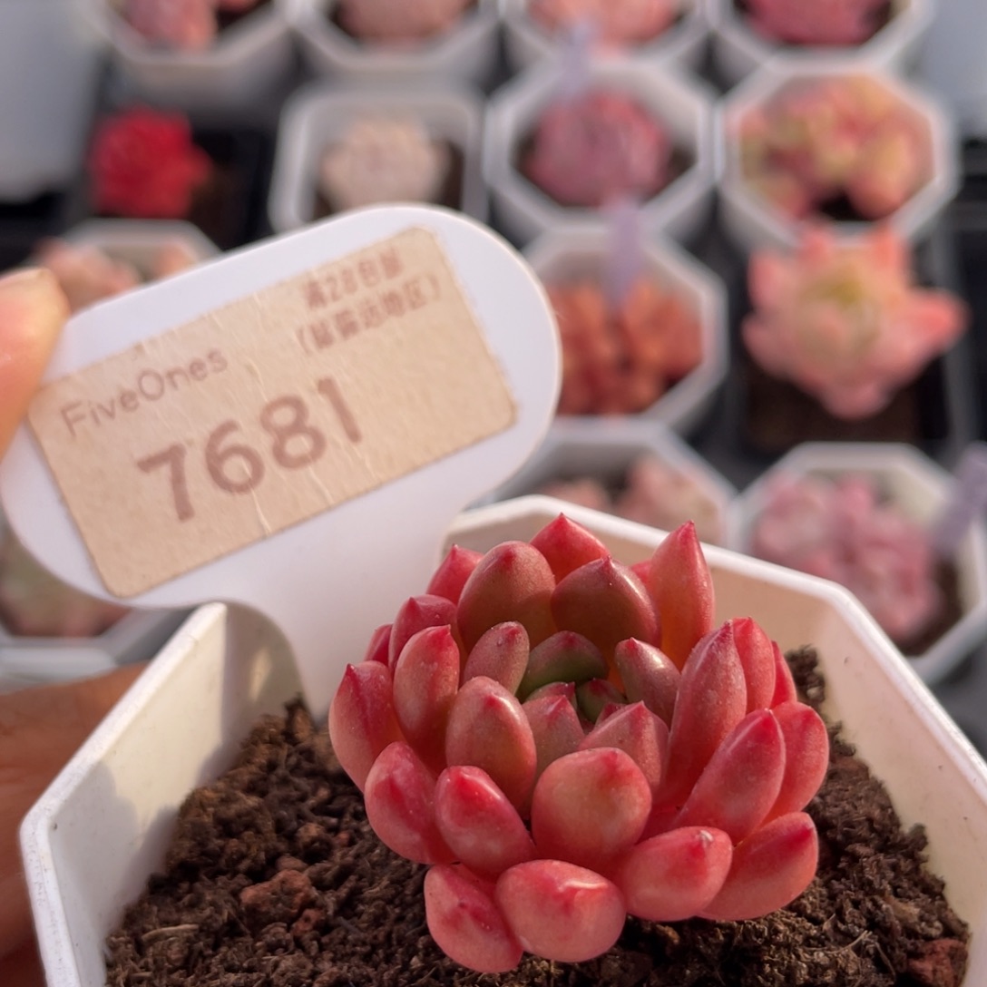 鸡血红宝石7681-3.5厘米