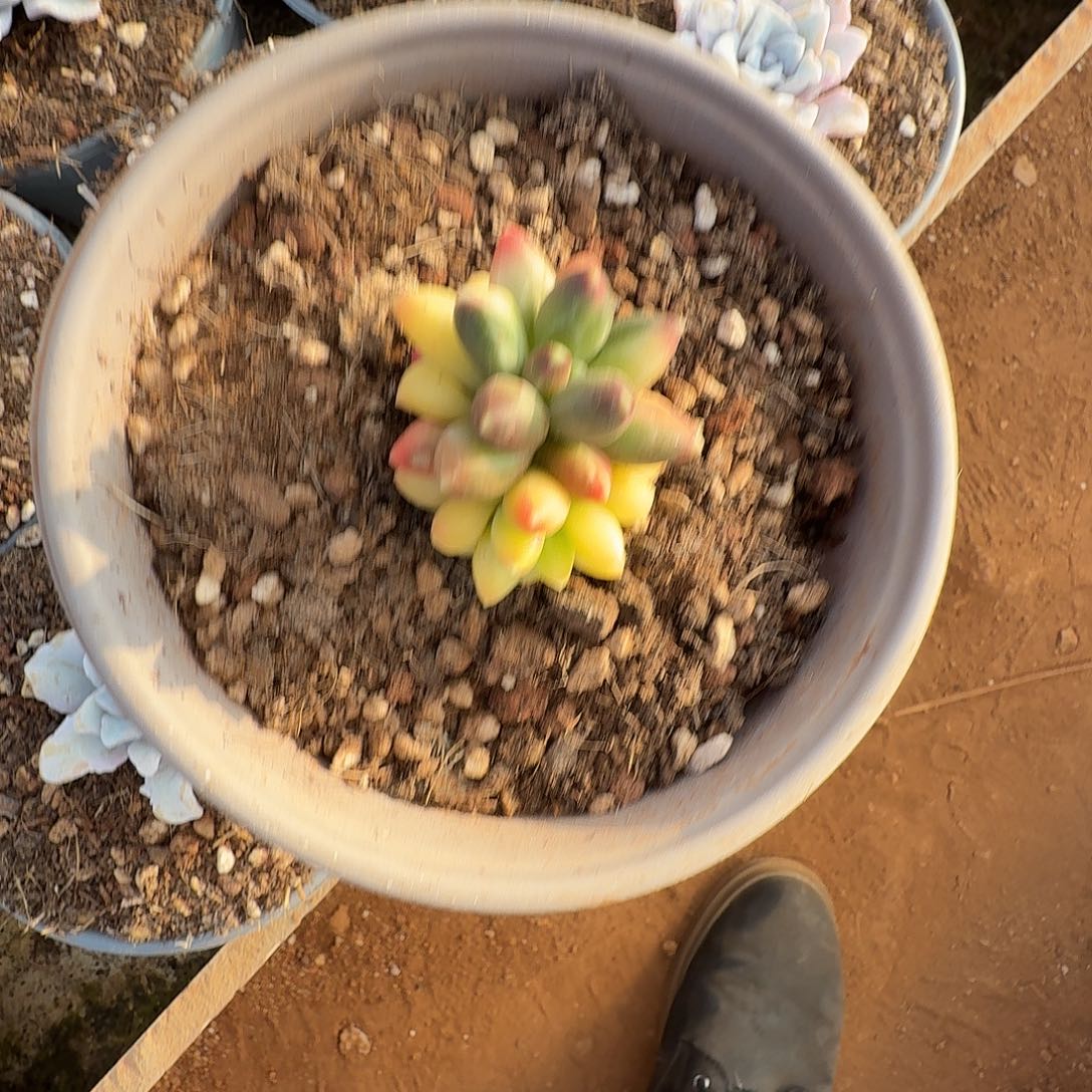 姬***君千代田锦111219-315