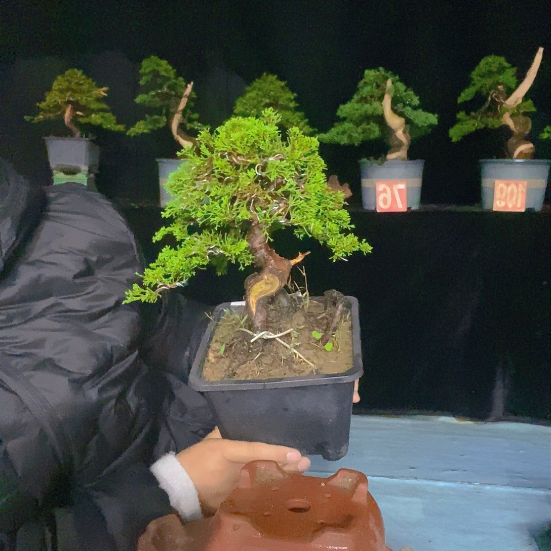 无花朵真柏盆景造型