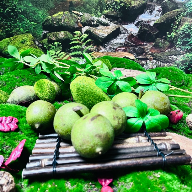 云南高山大树纸皮核桃薄皮核桃新鲜湿核桃现摘现发去青皮