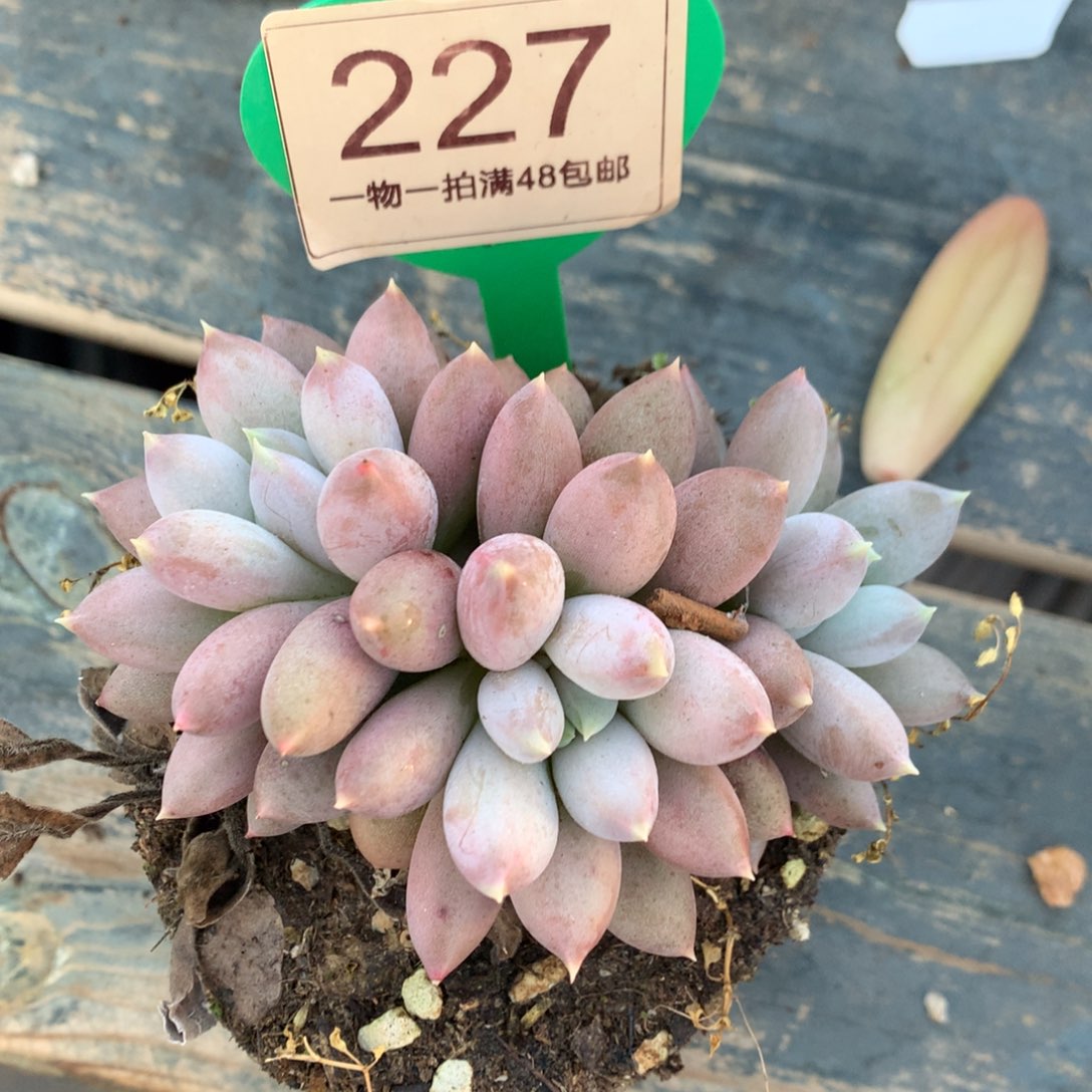 焦糖体哥特萝莉开播福利