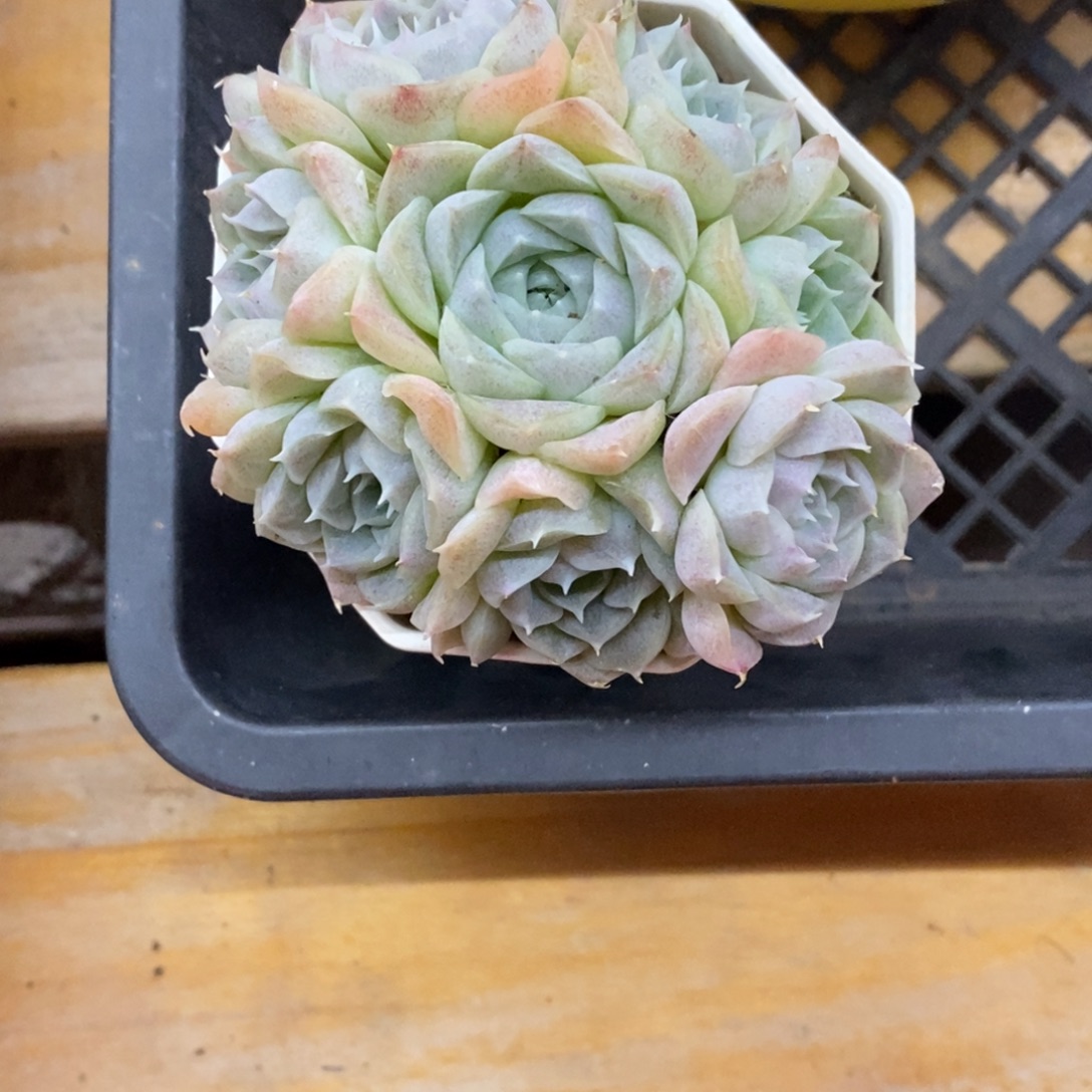 精品多肉一物一拍173